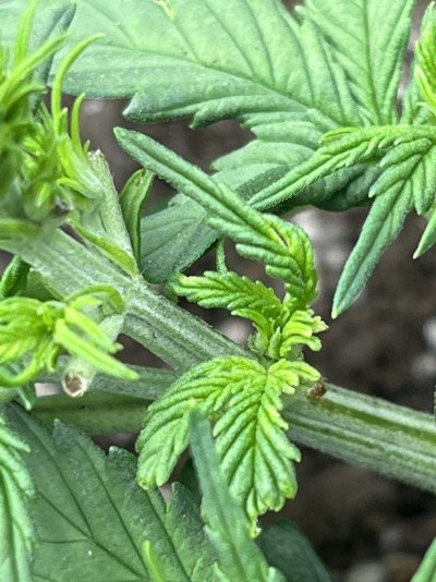 pest-or-ph-problems-help-2.jpg