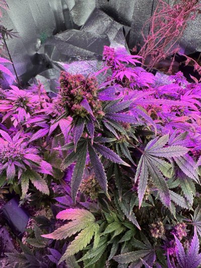 How are these ladies  looking
