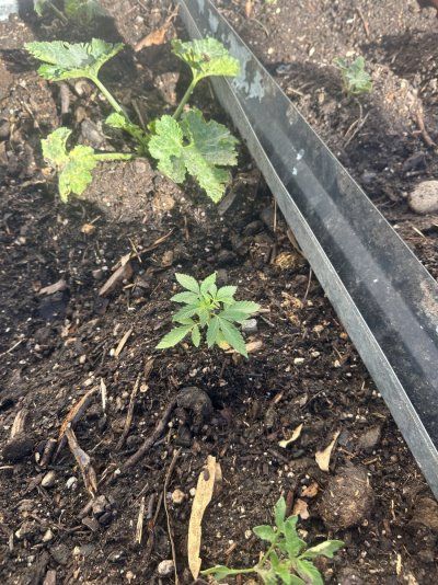 Chaotic Gardening 2025 Outdoor, greenhouse, and seed roulette!