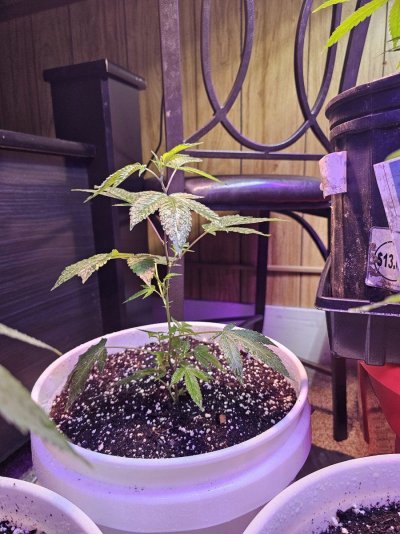 2-weeks-since-i-got-all-my-clones-15.jpg