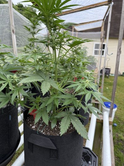 best-ipm-for-auto-flowers-flowering-4.jpeg