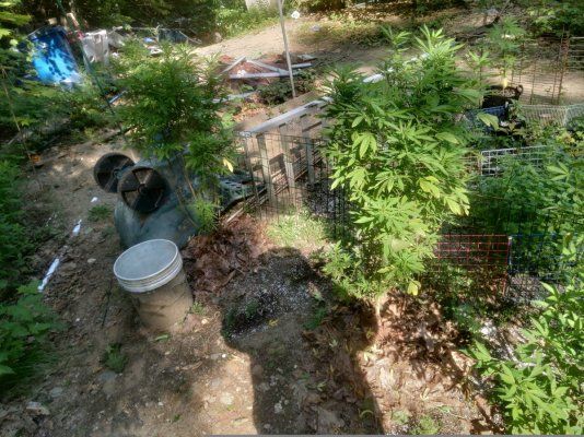 Socks' garden pic dump thread