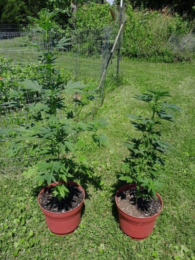 Summer Indoor/Outdoor growing journal