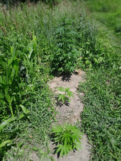 Summer Indoor/Outdoor growing journal