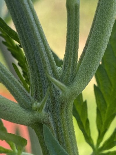Big Al’s 2025 season indoor/outdoor grow in misery