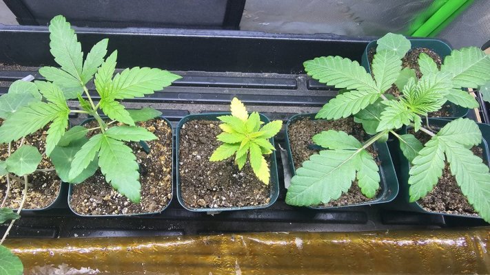 What is my plant trying to tell me?