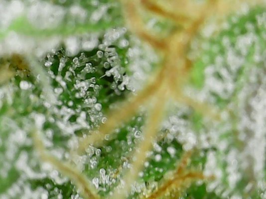 Newbie first tent grow auto