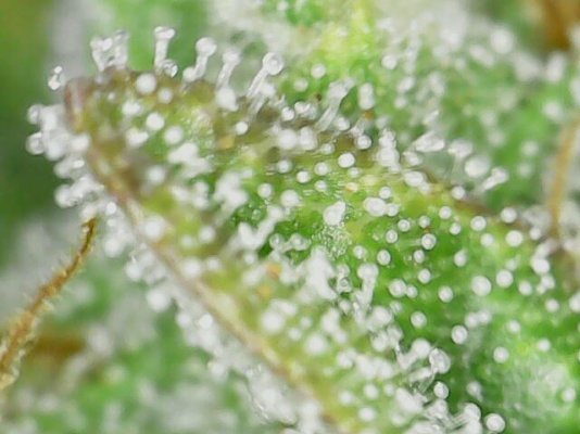 Newbie first tent grow auto