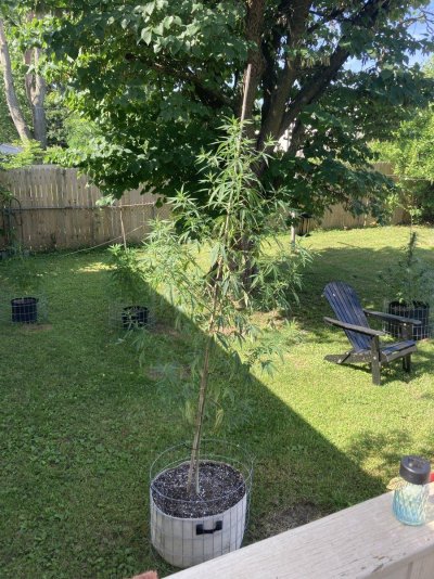 Big Al’s 2025 season indoor/outdoor grow in misery
