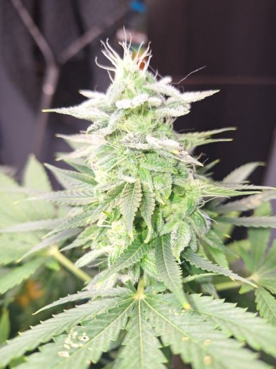 current-grows-looking-lovely-4.jpg