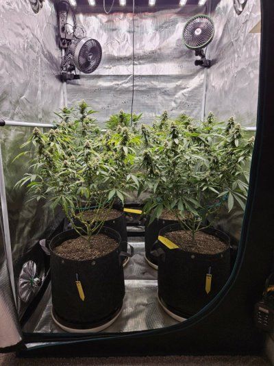 Lets try this again...3rd times a charm?  Grow journal #3