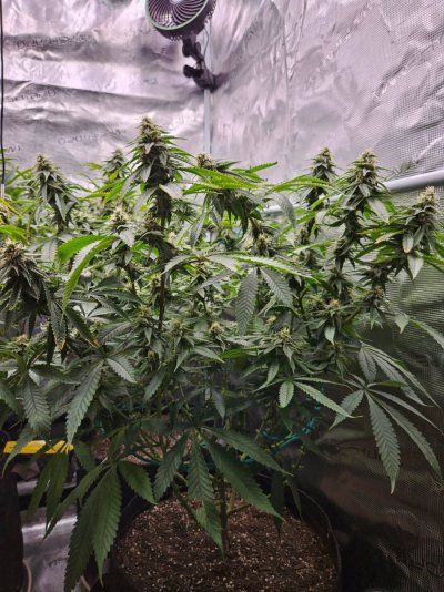 Lets try this again...3rd times a charm?  Grow journal #3