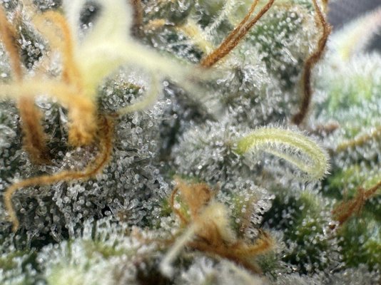 need-help-with-harvest-please-3.jpeg