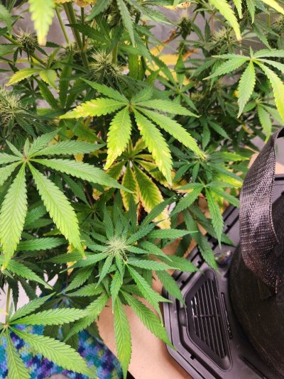 Nute burn or light burn?