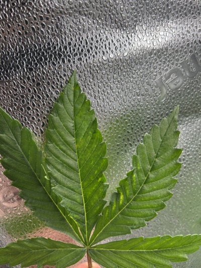 calmag-issue-pale-sections-on-leaves-3.jpeg