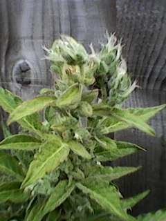 plants-producing-pollen-what-will-happen-2.jpg