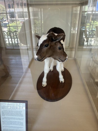 IMG_0591.jpeg