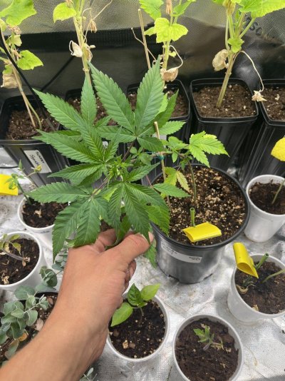 Trying to get perpetual in the garden