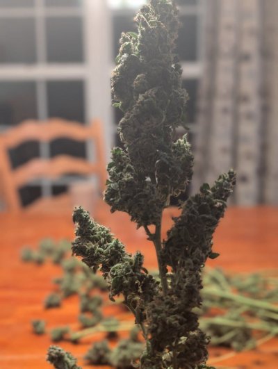 Let's See Your Frostiest Flowers