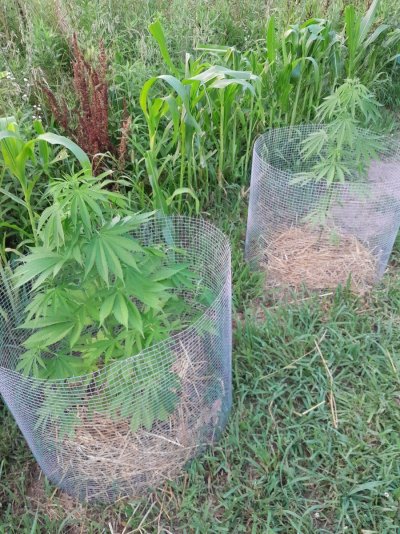 Summer Indoor/Outdoor growing journal