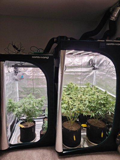 Lets try this again...3rd times a charm?  Grow journal #3