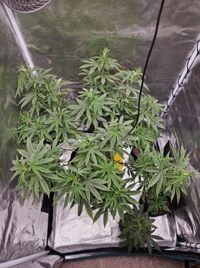 Lets try this again...3rd times a charm?  Grow journal #3