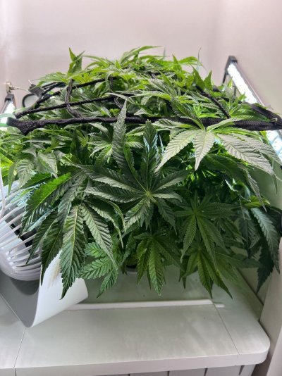 Ride to day 21 of flower (Saturday) or trim now?