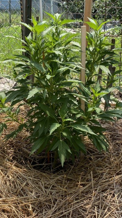 I’m an outside grower in zone 5b in central illinois