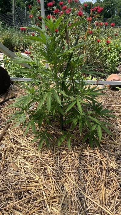 I’m an outside grower in zone 5b in central illinois