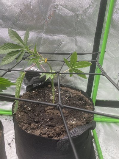 Super Soil Recipe Ideas & Input