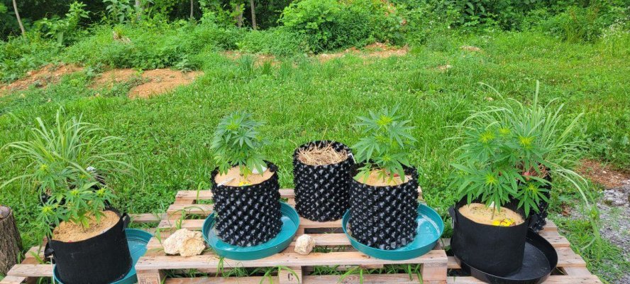 Outdoor Grow...Leaves Yellowing on different plants