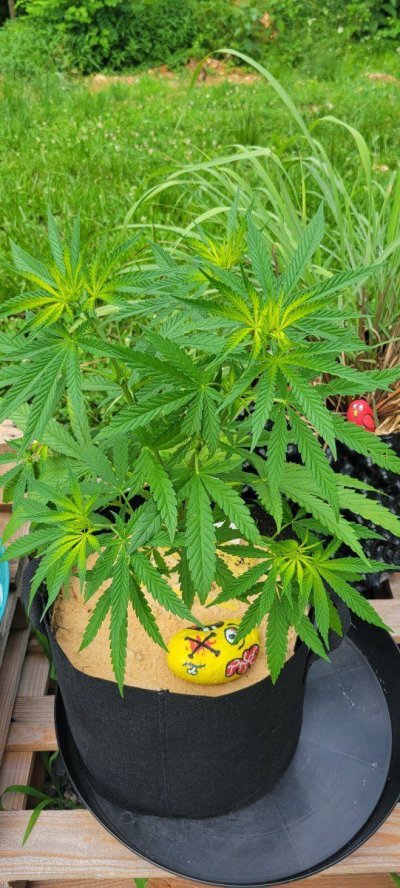 Outdoor Grow...Leaves Yellowing on different plants