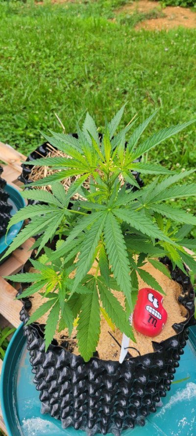 Outdoor Grow...Leaves Yellowing on different plants