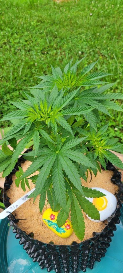 Outdoor Grow...Leaves Yellowing on different plants