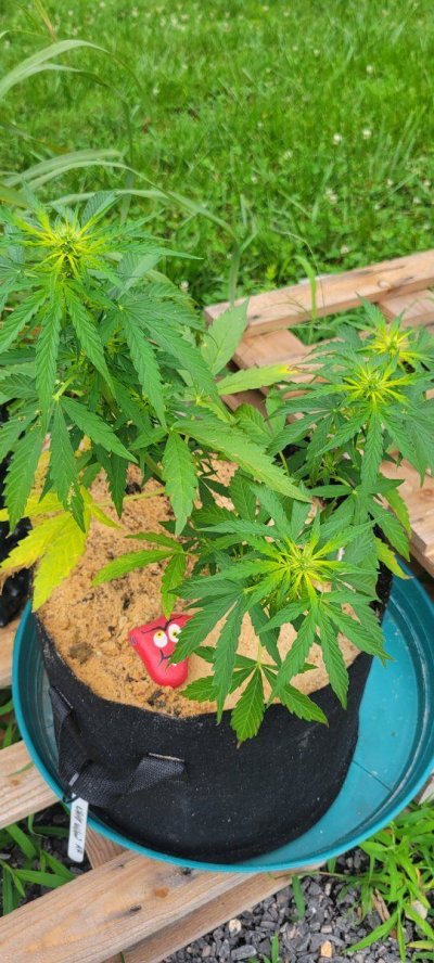 Outdoor Grow...Leaves Yellowing on different plants