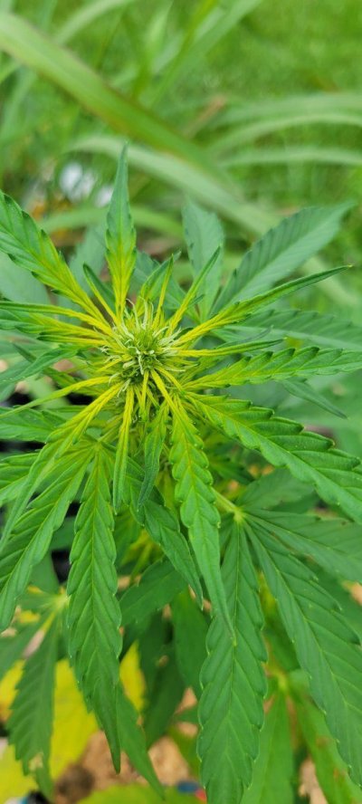 Outdoor Grow...Leaves Yellowing on different plants
