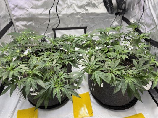 First time grower