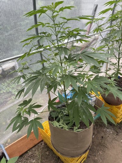 Anyone ever gotten dispensary seed?