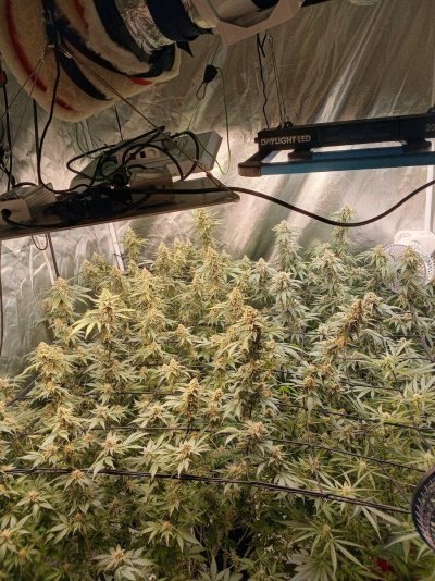 Ready to flip these massive photos (Runtz muffin )any tips ? First photo grow
