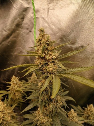 Ready to flip these massive photos (Runtz muffin )any tips ? First photo grow