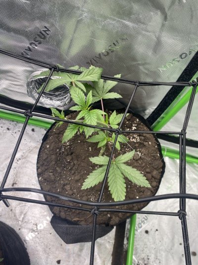 Super Soil Recipe Ideas & Input