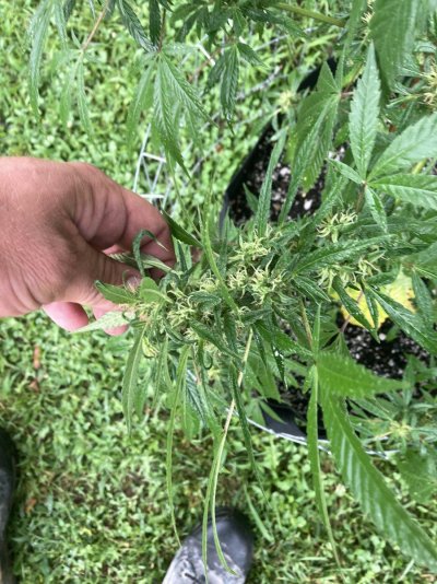 Big Al’s 2025 season indoor/outdoor grow in misery