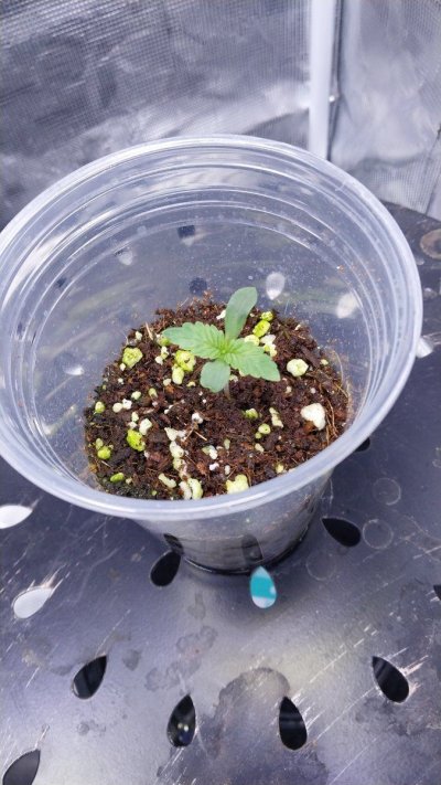 First mainline attempt. Should i flip soon?