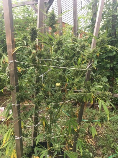 New indoor grow LA Kush auto in BaS