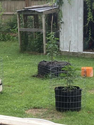 Big Al’s 2025 season indoor/outdoor grow in misery