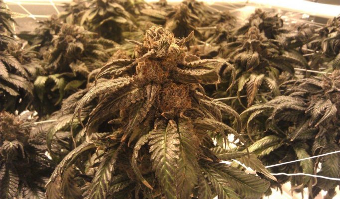 Day63 Big bud.jpg