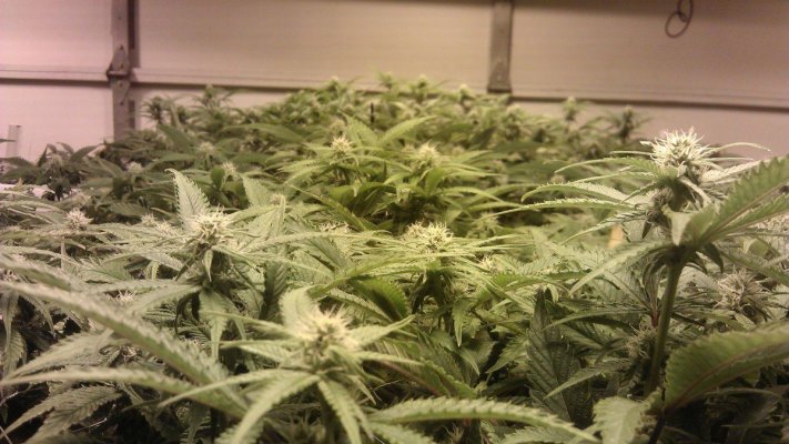 med canopy shot DF17.jpg
