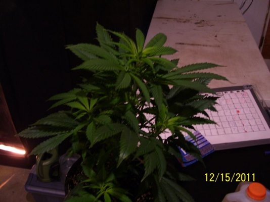 100_2445.jpg