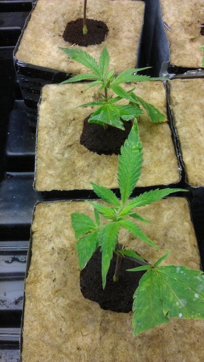 cu JH cuts in 4%22 cubes.jpg