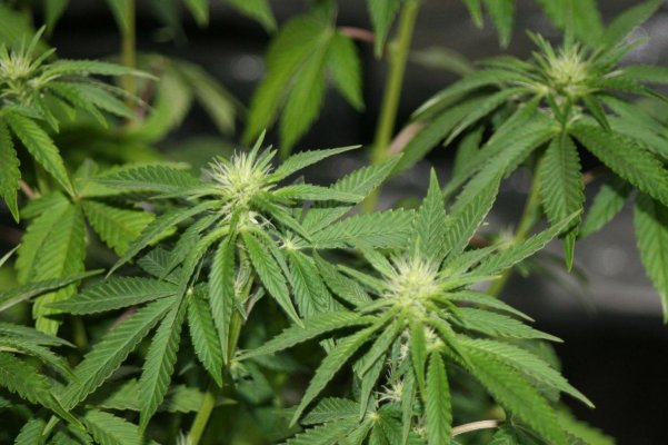 bubble-chem-dgt-ecsd-s1-18-star-bud-6.jpg